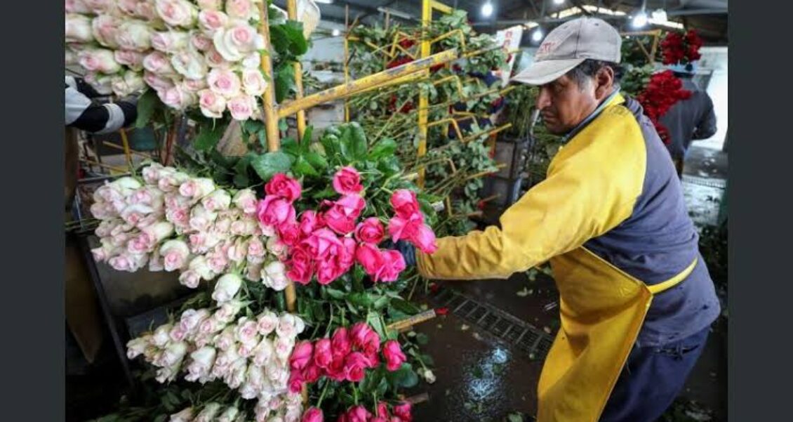 Guatemala: Uno de los tres países latinoamericanos que más rosas exporta para día del cariño