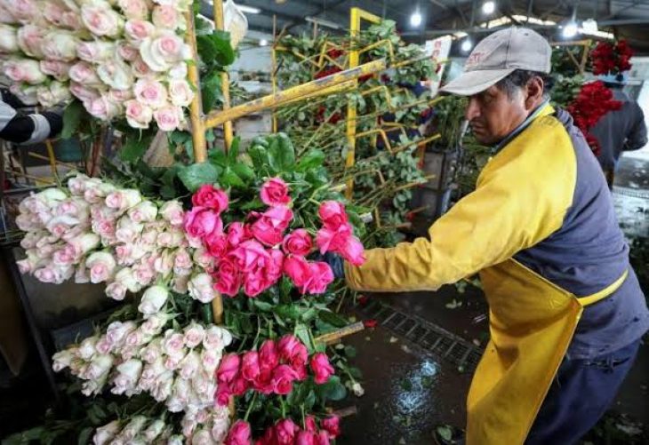 Guatemala: Uno de los tres países latinoamericanos que más rosas exporta para día del cariño