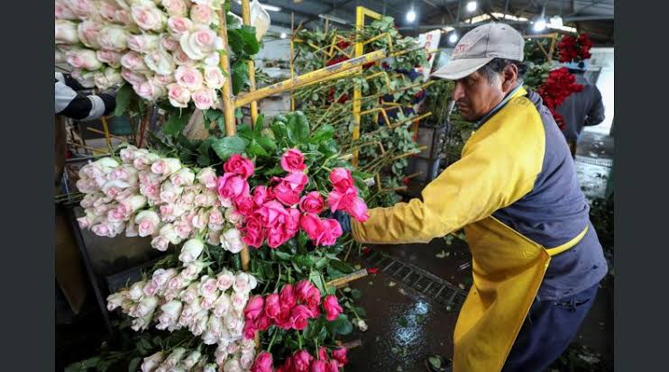 Guatemala: Uno de los tres países latinoamericanos que más rosas exporta para día del cariño