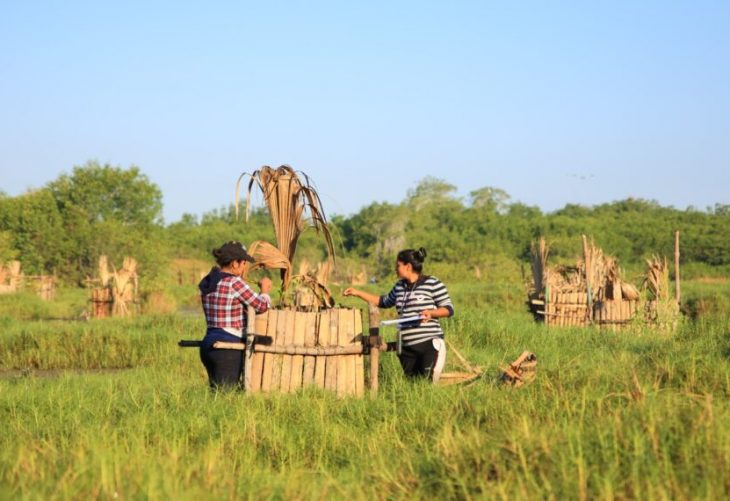 Pobladores restauran ecosistemas de manglares