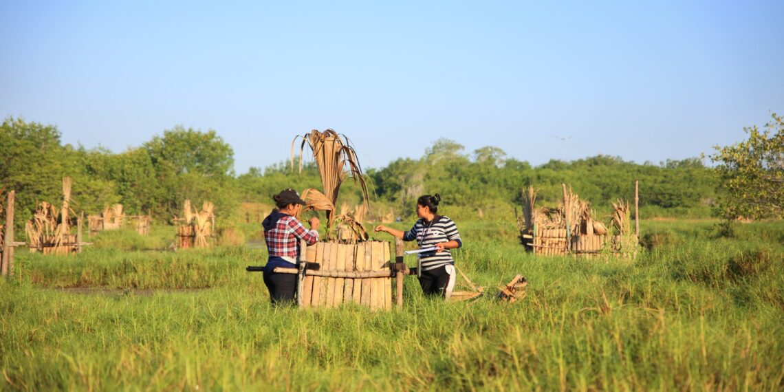 Pobladores restauran ecosistemas de manglares