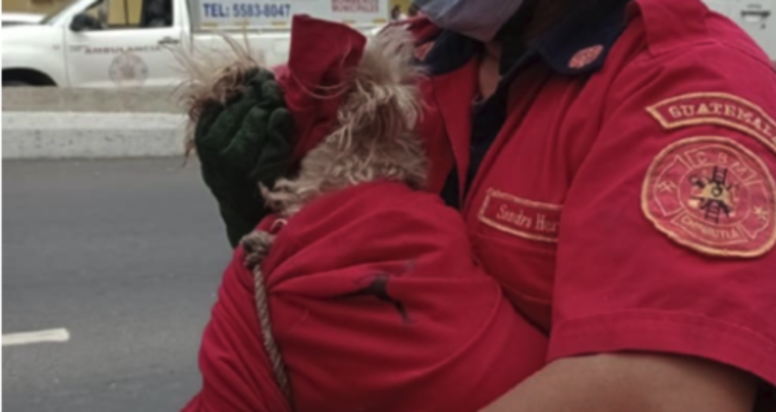 Heroico rescate de un perro atropellado en Guatemala