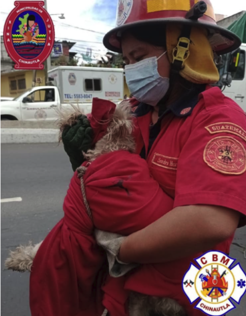 Heroico rescate de un perro atropellado en Guatemala
