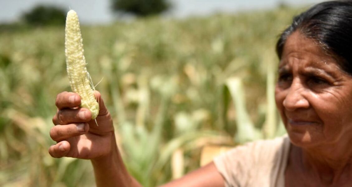 Sequías y lluvias intensas afectan a los agricultores guatemaltecos