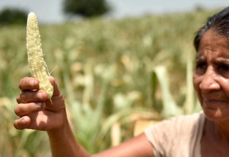 Sequías y lluvias intensas afectan a los agricultores guatemaltecos