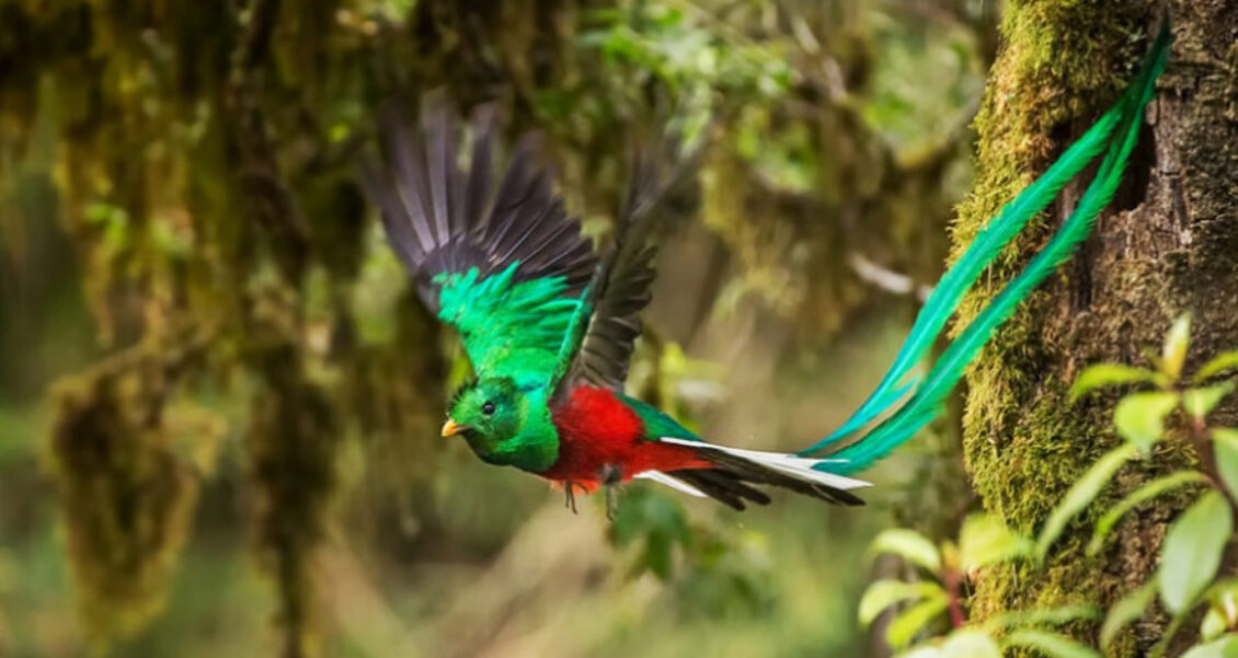 Captan a quetzal alimentando a sus pichones