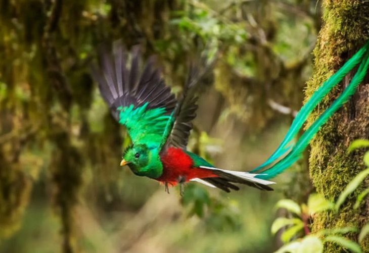 Captan a quetzal alimentando a sus pichones