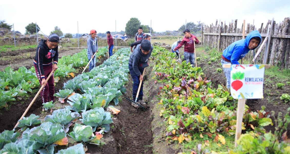 MAGA impulsa instalación de 4 mil huertos escolares