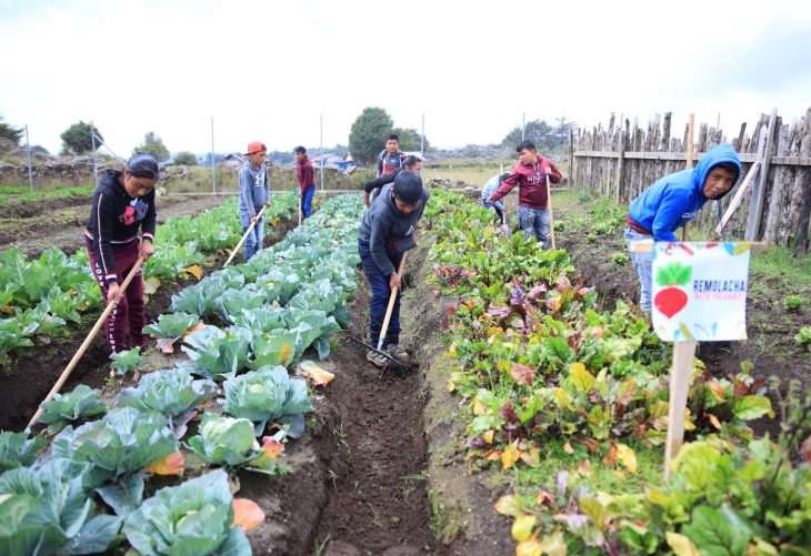 MAGA impulsa instalación de 4 mil huertos escolares