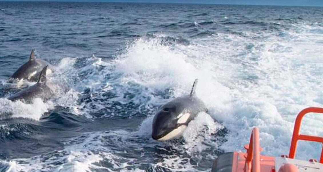 Estos son los nuevos descubrimientos sobre Gladys: ¿Ataque a embarcaciones o solo un juego?