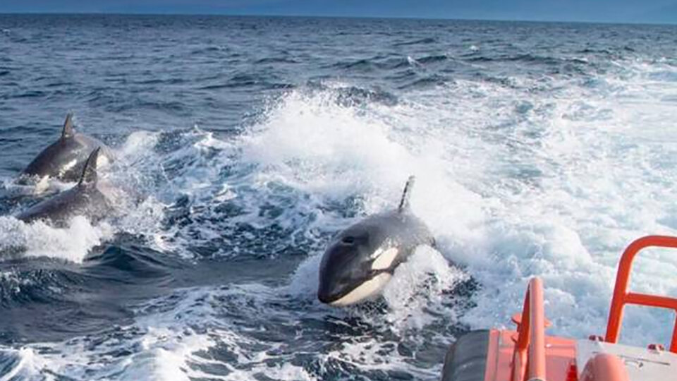 Estos son los nuevos descubrimientos sobre Gladys: ¿Ataque a embarcaciones o solo un juego?