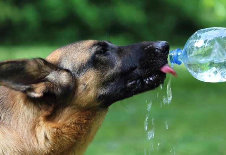 También ellos tienen calor, ¿cómo saber si mi perro tiene calor?