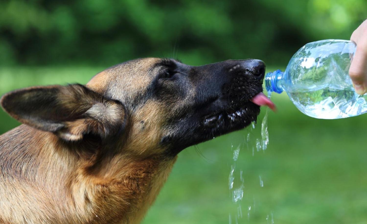 También ellos tienen calor, ¿cómo saber si mi perro tiene calor?