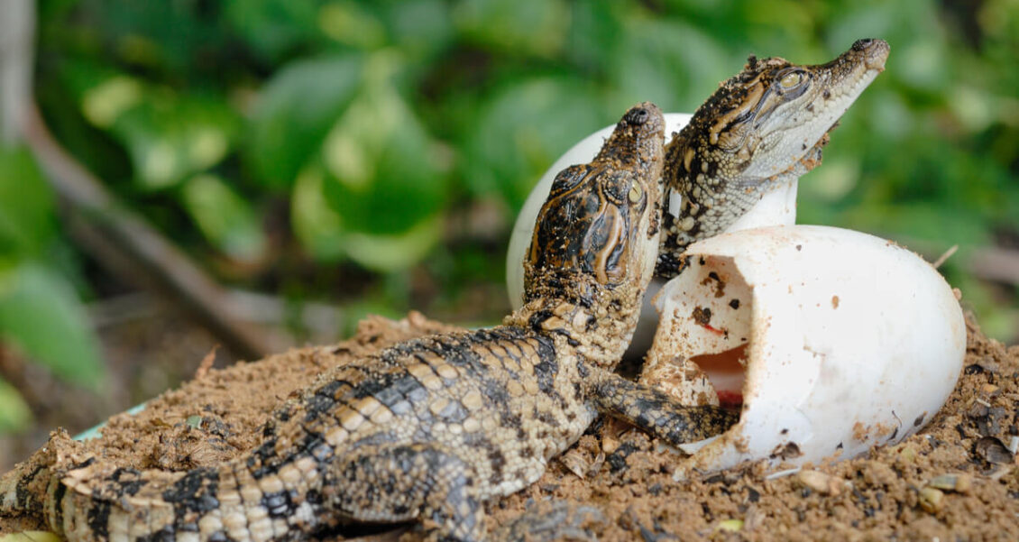 ¡Insólito! Se registra el primer caso de embarazo sin necesidad de un macho