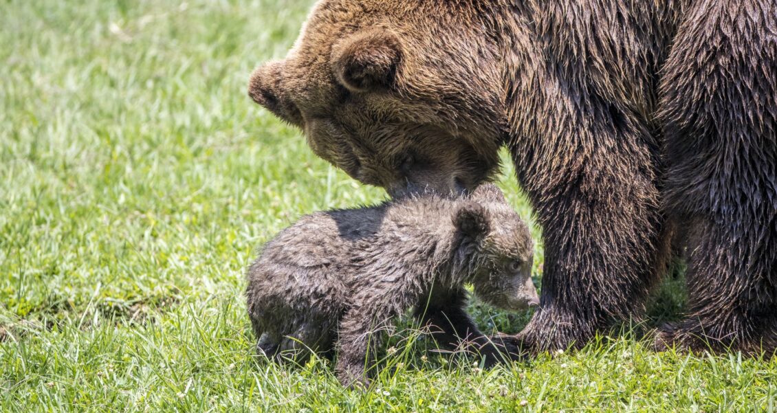 Este será el nombre de la nueva osita de Zoológico Nacional