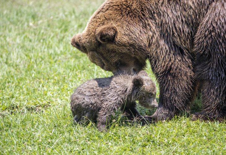 Este será el nombre de la nueva osita de Zoológico Nacional