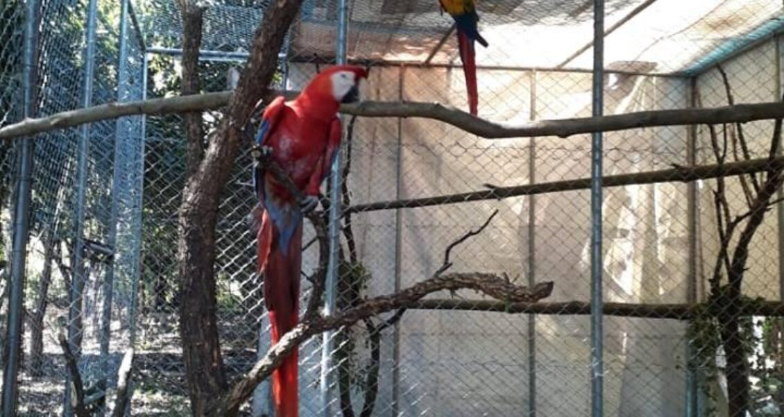 Proyecto de conservación en Parque Nacional Laguna del Tigre busca preservar la guacamaya roja