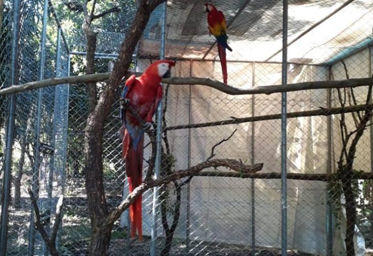 Proyecto de conservación en Parque Nacional Laguna del Tigre busca preservar la guacamaya roja