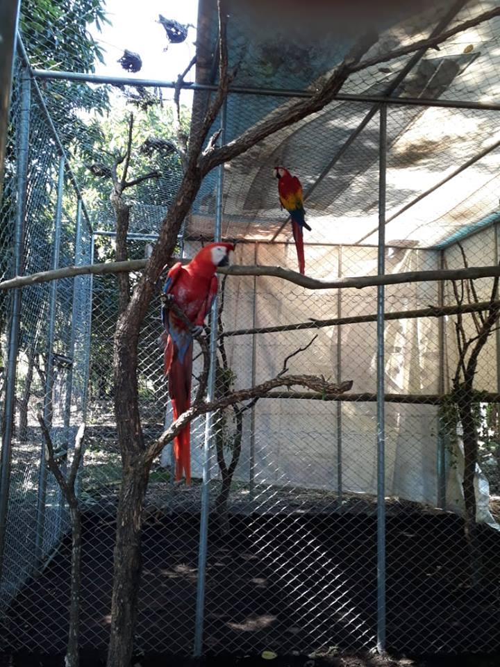 Proyecto de conservación en Parque Nacional Laguna del Tigre busca preservar la guacamaya roja