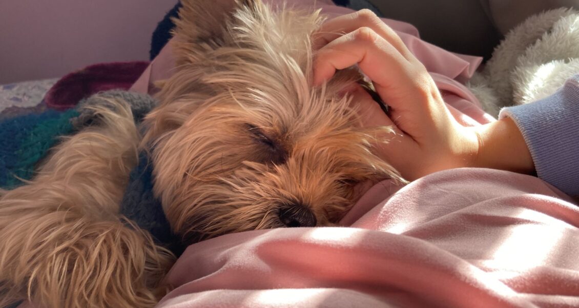 ¿Cómo saber si mi perro está deprimido?