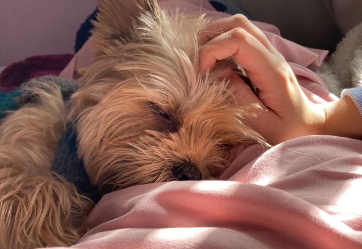 ¿Cómo saber si mi perro está deprimido?