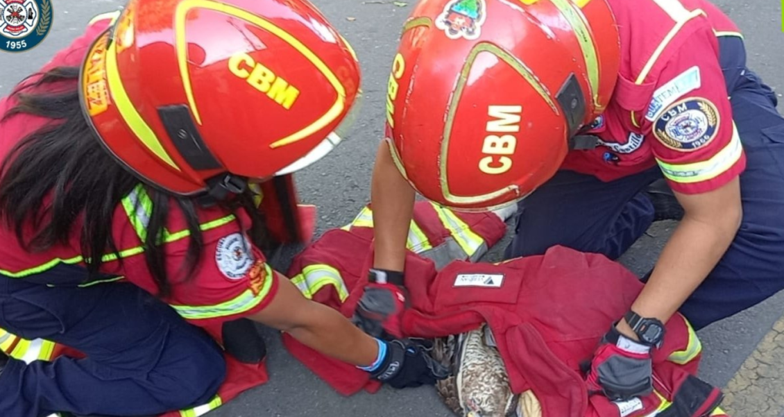 Bomberos Municipales rescatan gavilán con dificultades para volar en zona 2 de la capital