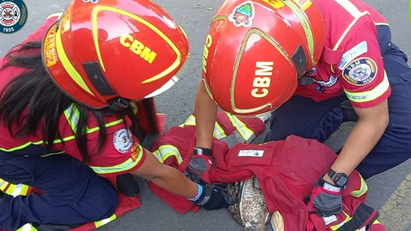 Bomberos Municipales rescatan gavilán con dificultades para volar en zona 2 de la capital