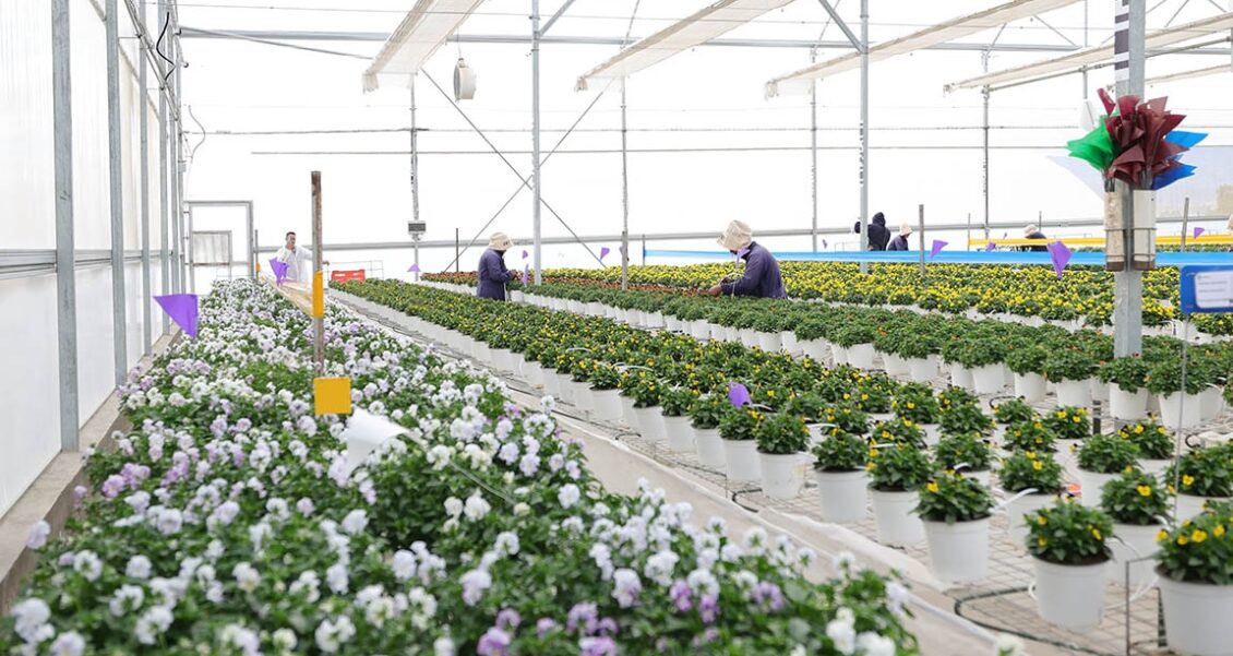 Jalapa produce semillas ornamentales