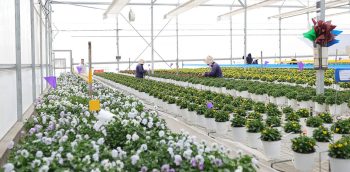 Jalapa produce semillas ornamentales