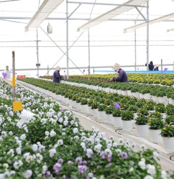 Jalapa produce semillas ornamentales