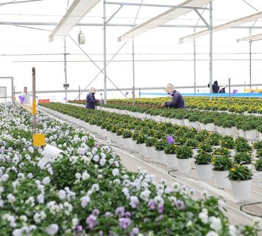 Jalapa produce semillas ornamentales