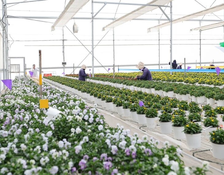 Jalapa produce semillas ornamentales