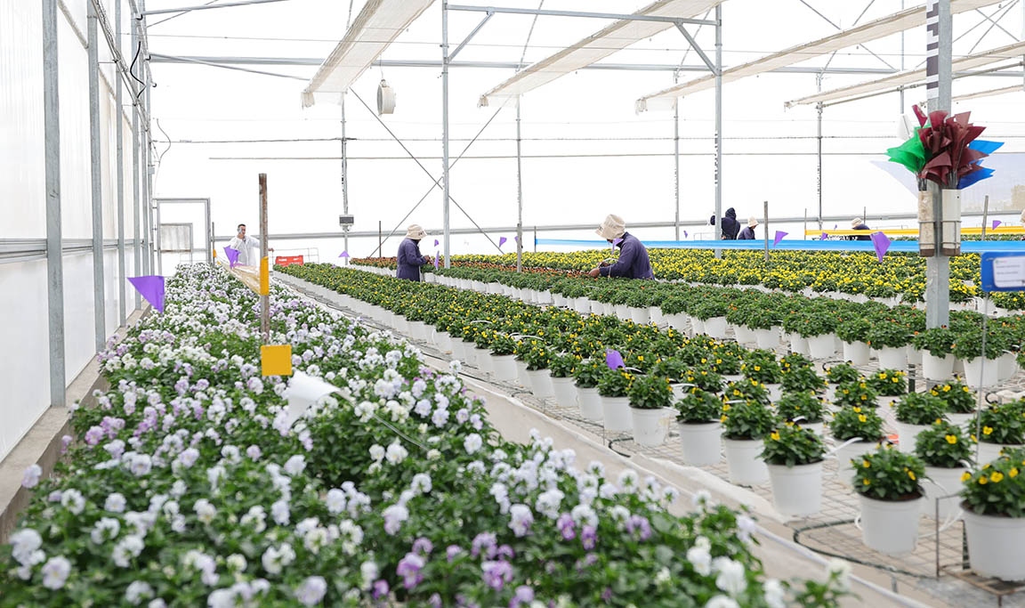 Jalapa produce semillas ornamentales