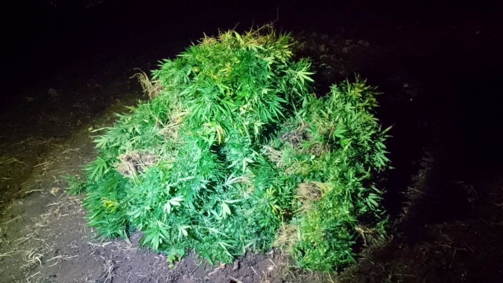 Ejército de Guatemala erradicó 42 mil 900 matas de marihuana.