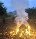 Ejército de Guatemala erradicó 42 mil 900 matas de marihuana.