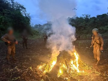 Ejército de Guatemala erradicó 42 mil 900 matas de marihuana.