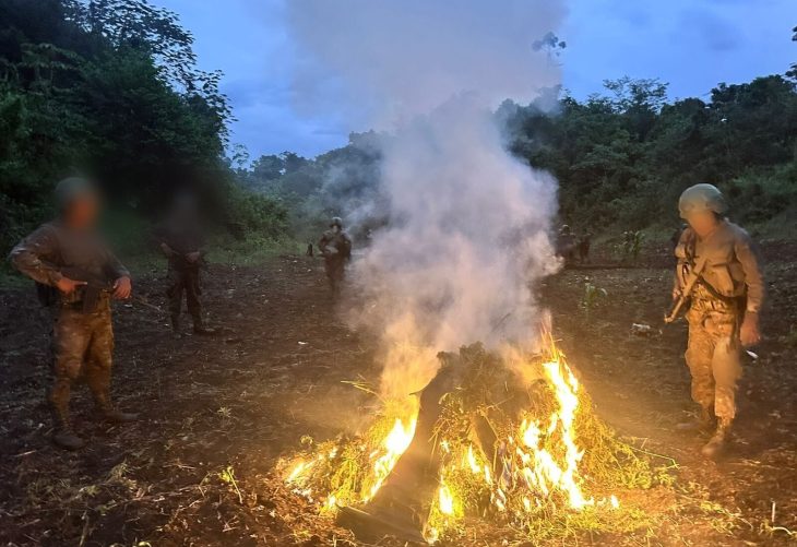 Ejército de Guatemala erradicó 42 mil 900 matas de marihuana.