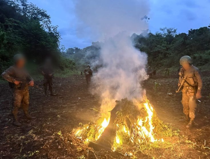 Ejército de Guatemala erradicó 42 mil 900 matas de marihuana.