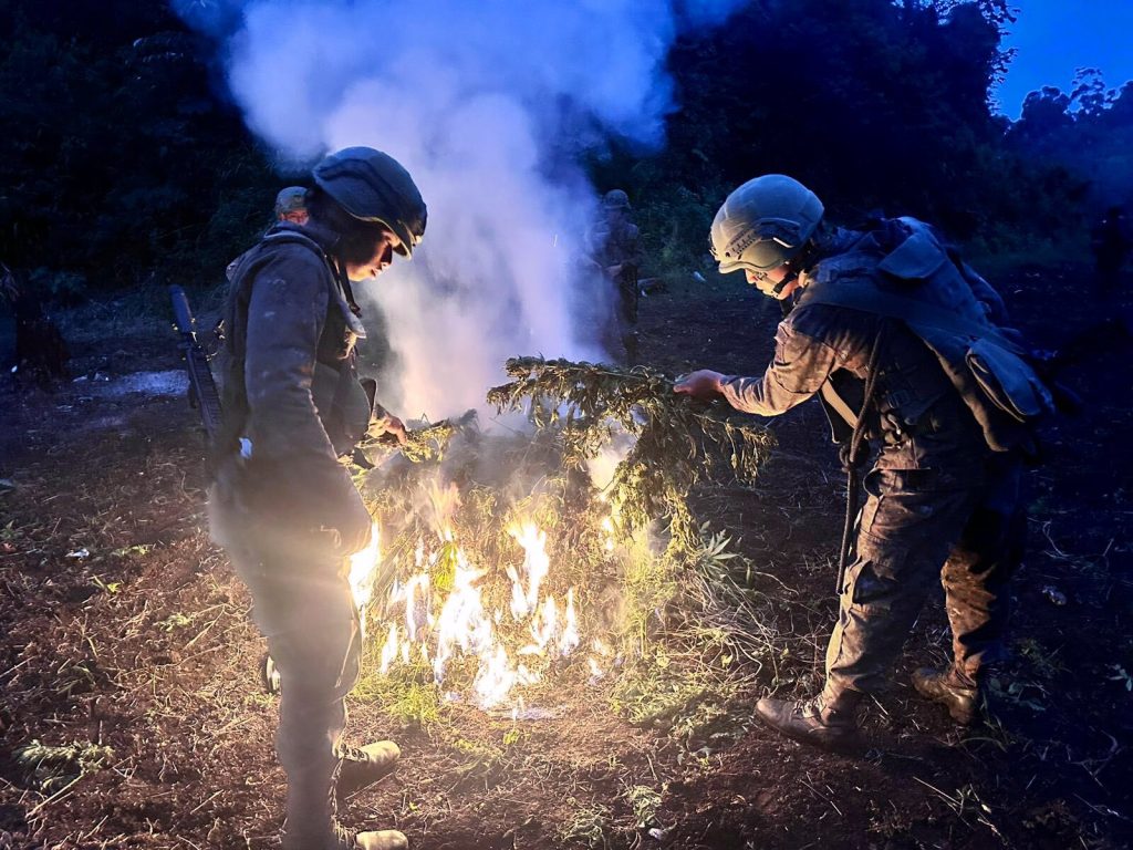 Ejército de Guatemala erradicó 42 mil 900 matas de marihuana.