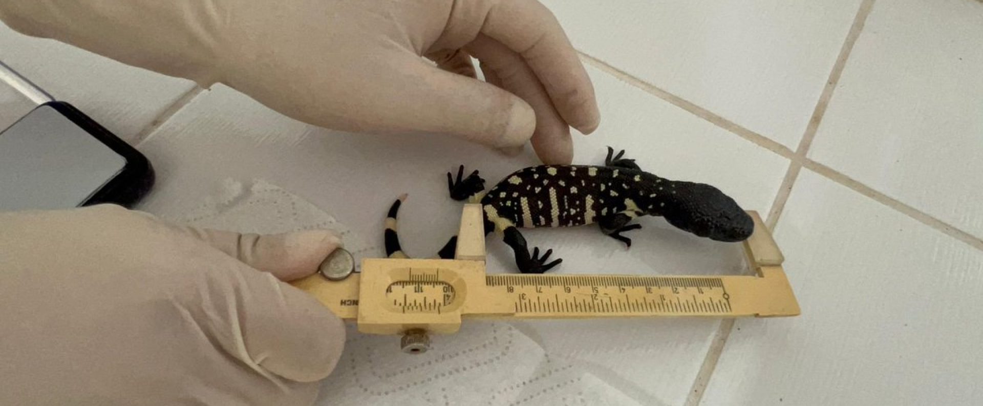 Zoológico La Aurora cuida futuro del lagarto escorpión