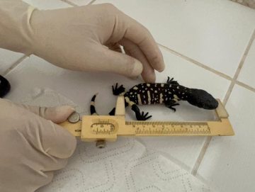 Zoológico La Aurora cuida futuro del lagarto escorpión