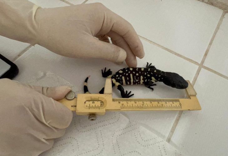 Zoológico La Aurora cuida futuro del lagarto escorpión