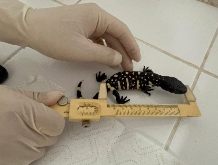 Zoológico La Aurora cuida futuro del lagarto escorpión