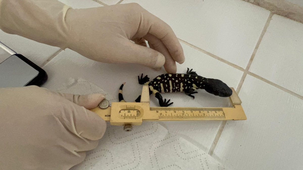 Zoológico La Aurora cuida futuro del lagarto escorpión