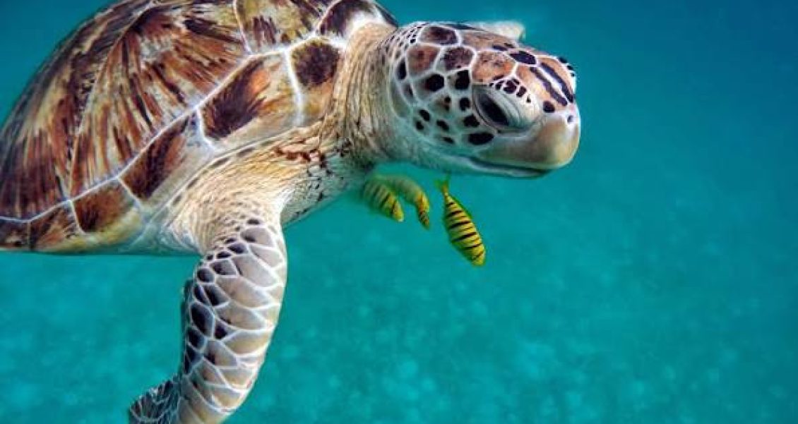 Día Mundial de las Tortugas: una especie en riesgo