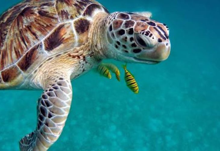 Día Mundial de las Tortugas: una especie en riesgo