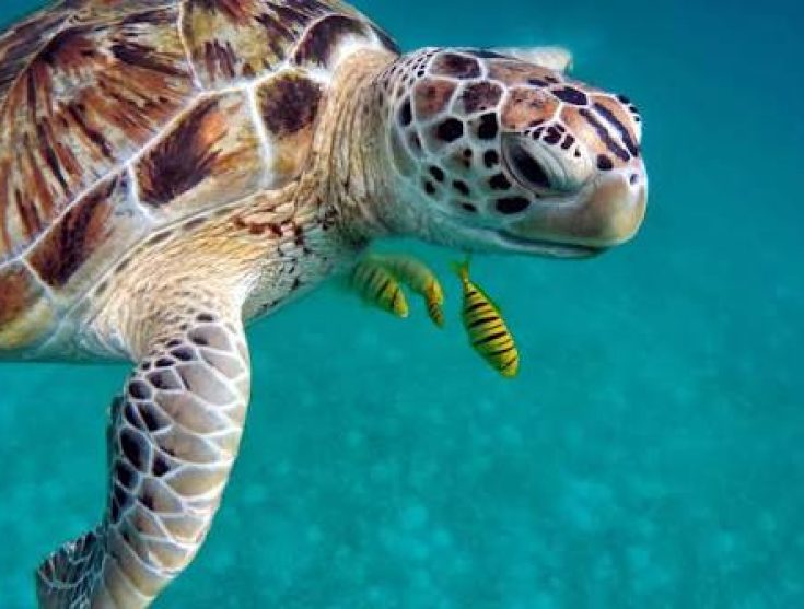 Día Mundial de las Tortugas: una especie en riesgo