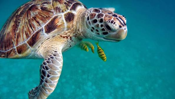 Día Mundial de las Tortugas: una especie en riesgo