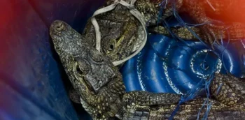 Hallan cocodrilos y neveras en prisión de Escuintla