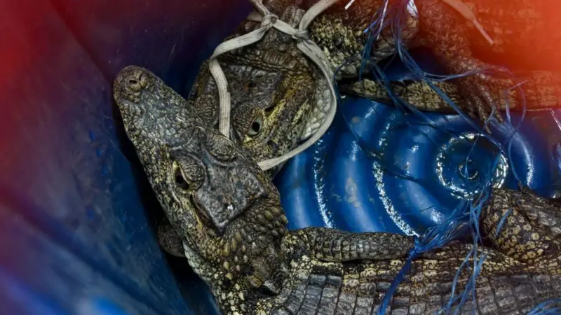 Hallan cocodrilos y neveras en prisión de Escuintla